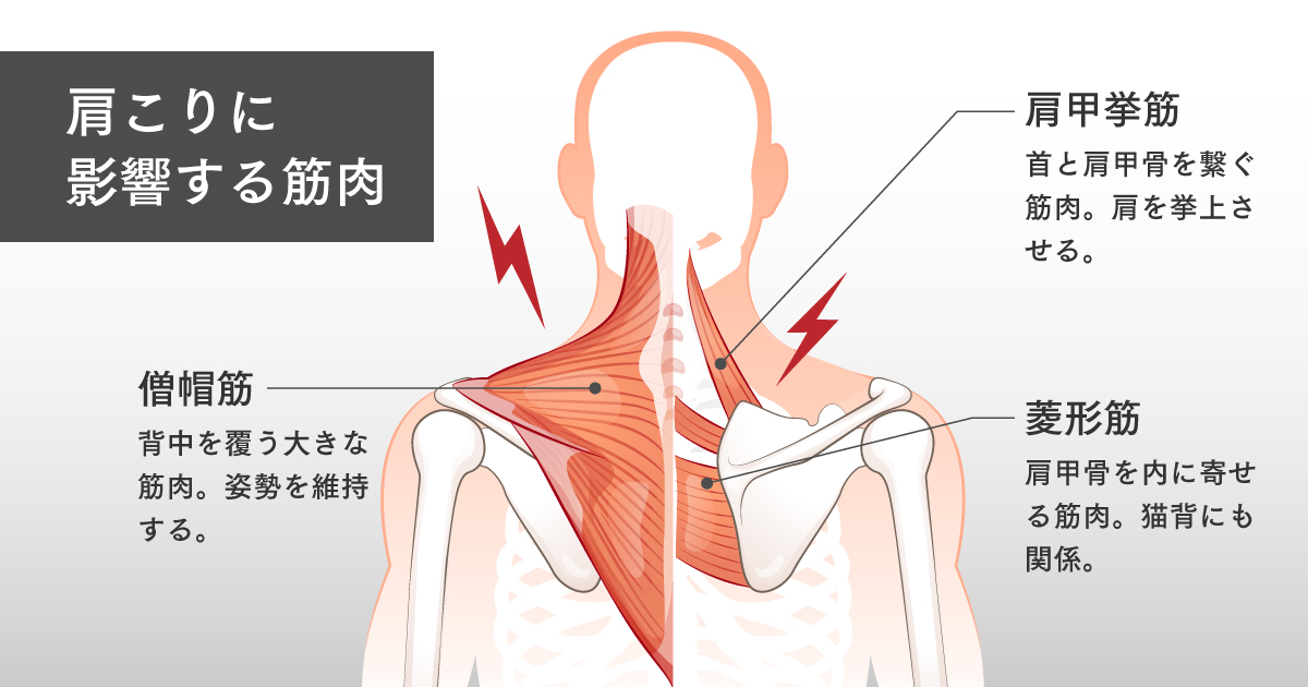 肩甲骨周辺の筋肉（僧帽筋、菱形筋、肩甲挙筋）の解剖学的イラスト